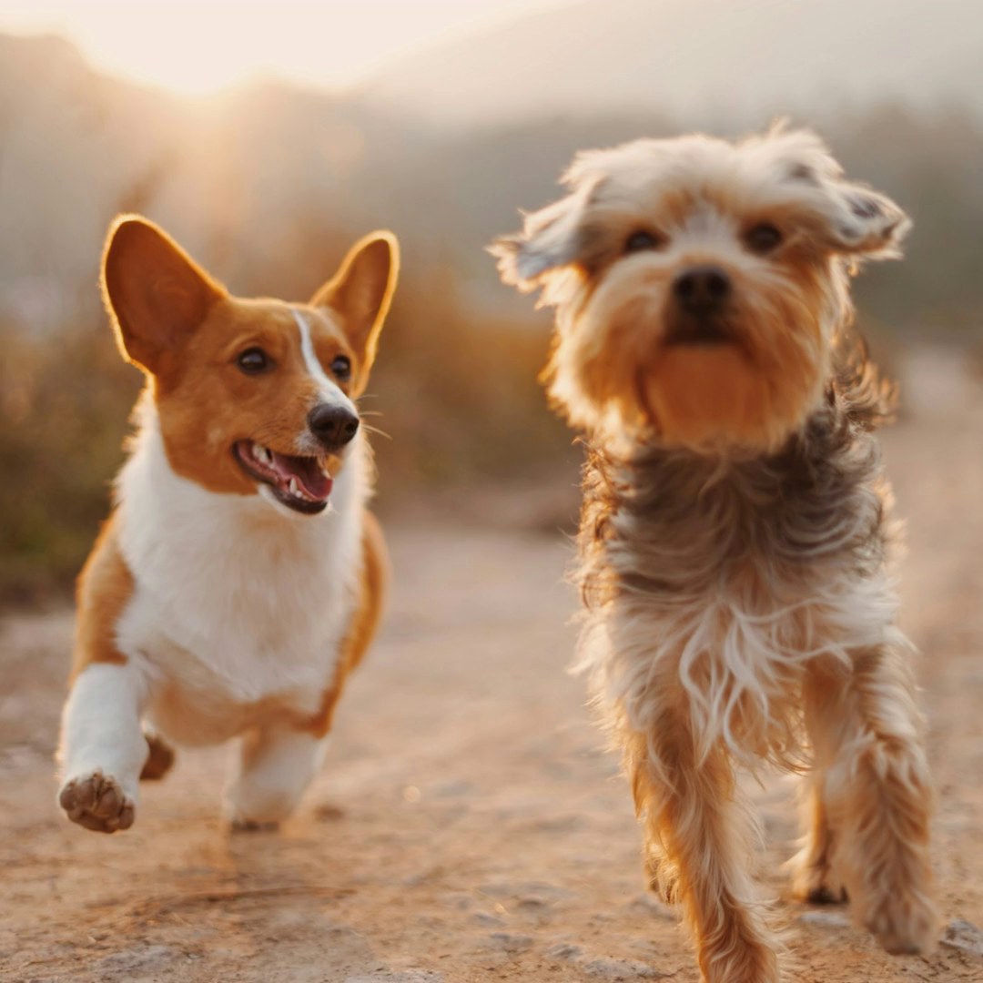Veterinary Roots — two dogs running